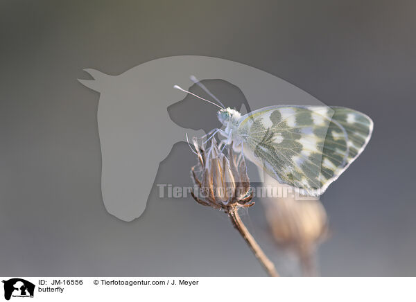Schmetterling / butterfly / JM-16556