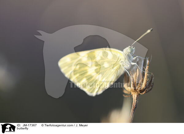 Schmetterling / butterfly / JM-17367