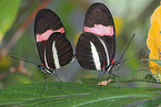 Dryas julia