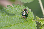 green cabbage bug