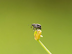 cabbage seed weevil