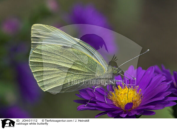 Kohlweiling / cabbage white butterfly / JOH-01112