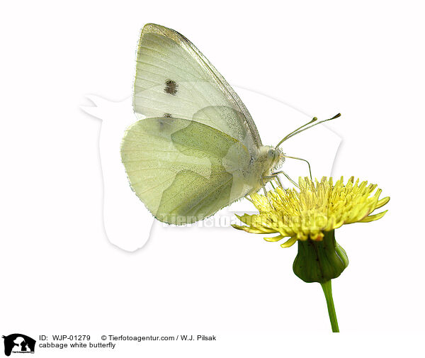cabbage white butterfly / WJP-01279