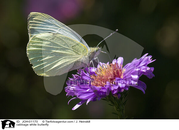 Kohlweiling / cabbage white butterfly / JOH-01170