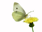 cabbage white butterfly