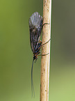 Caddisfly