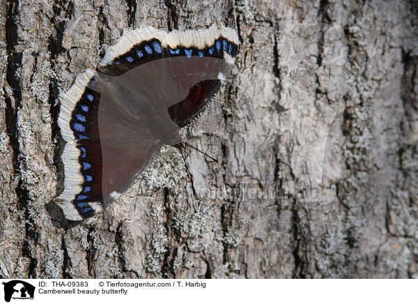 Trauermantel / Camberwell beauty butterfly / THA-09383