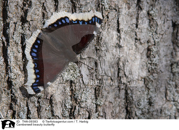 Camberwell beauty butterfly / THA-09383