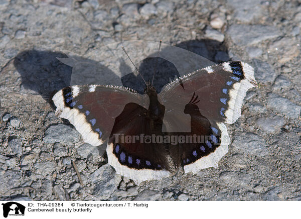 Trauermantel / Camberwell beauty butterfly / THA-09384