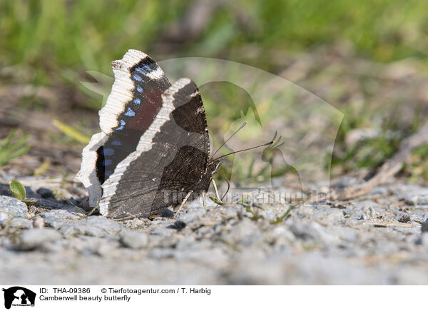 Camberwell beauty butterfly / THA-09386