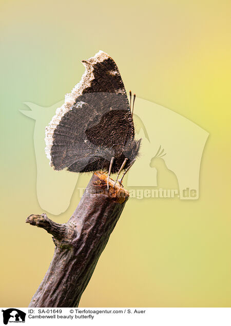 Trauermantel / Camberwell beauty butterfly / SA-01649