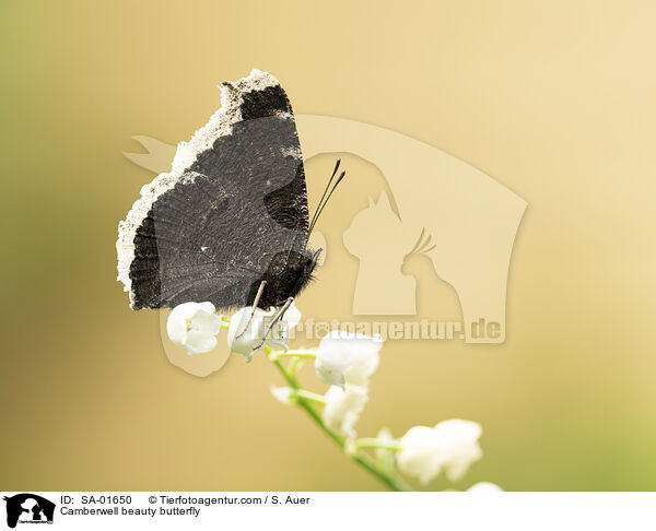Trauermantel / Camberwell beauty butterfly / SA-01650