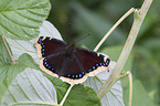 sitting Camberwell beauty