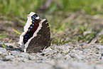 Camberwell beauty butterfly