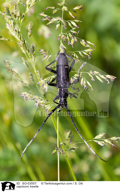 Kleiner Eichenbock / capricorn beetle / SO-03557