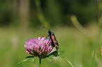 zygaena carniolica