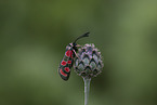 Carniolan burnet