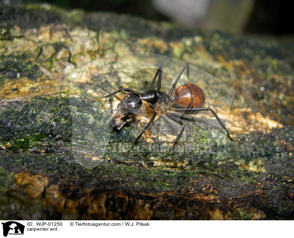 carpenter ant / WJP-01250