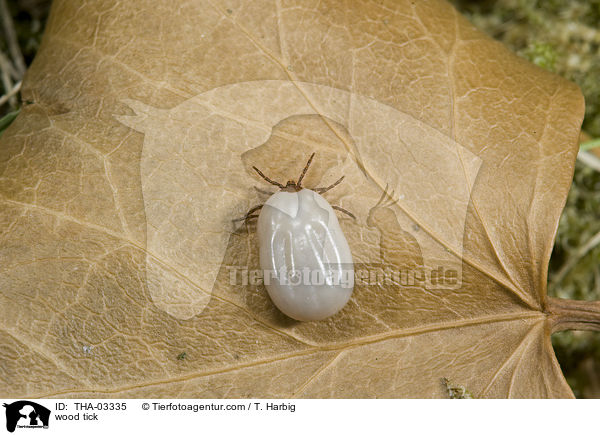 Gemeiner Holzbock / wood tick / THA-03335