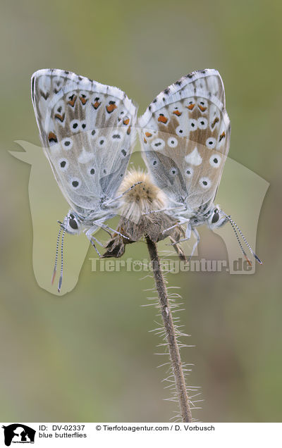 Silbergrner Bluling / blue butterflies / DV-02337