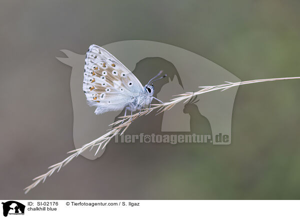 chalkhill blue / SI-02176