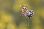 Chalkhill Blue