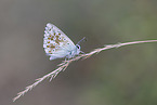 chalkhill blue