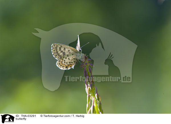 Fetthennen-Bluling / butterfly / THA-03291