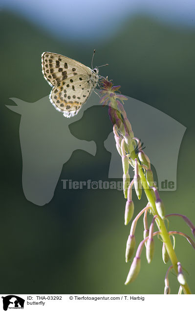 Fetthennen-Bluling / butterfly / THA-03292