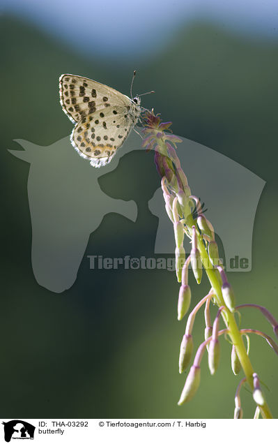 butterfly / THA-03292