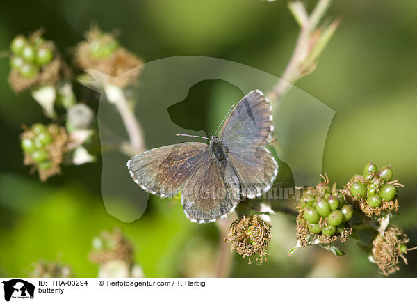 Fetthennen-Bluling / butterfly / THA-03294