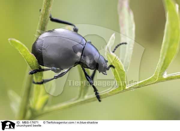 churchyard beetle / MBS-17671