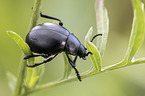 churchyard beetle