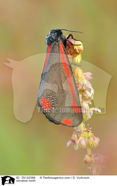cinnabar moth / DV-02586