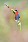 cinnabar moth