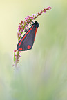 Cinnabar Moth