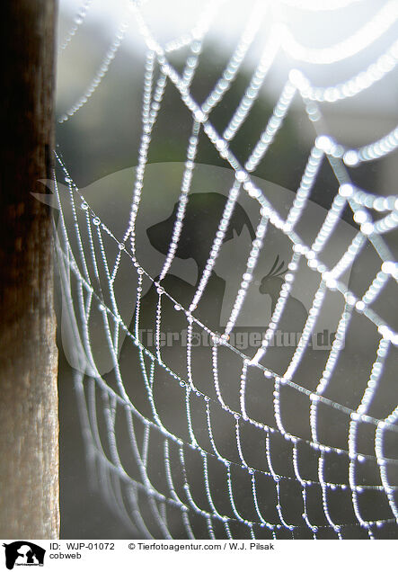 Spinnengewebe / cobweb / WJP-01072