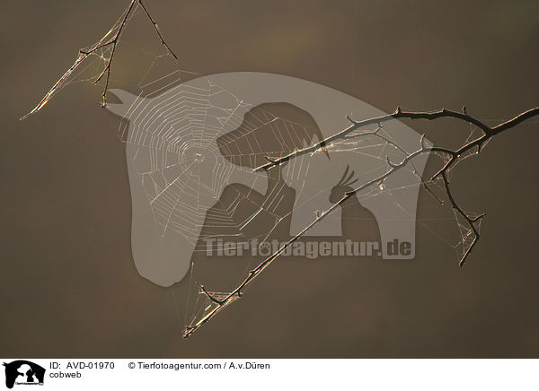 Spinnennetz / cobweb / AVD-01970