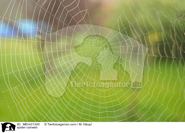 Spinnennetz / spider cobweb / MEH-01340