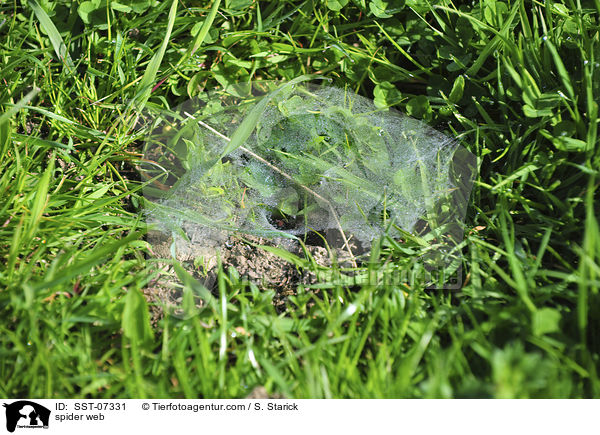 Spinnennetz / spider web / SST-07331