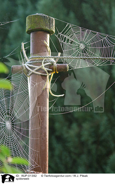 Spinnennetz / spiderweb / WJP-01392