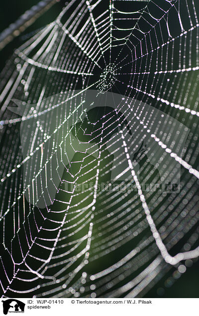 Spinnennetz / spiderweb / WJP-01410