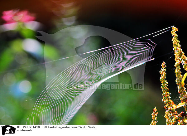 Spinnennetz / spiderweb / WJP-01418