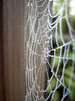 cobweb