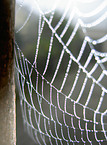 cobweb