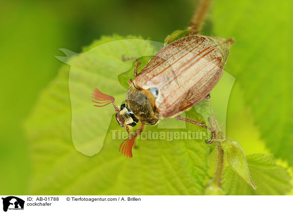 cockchafer / AB-01788