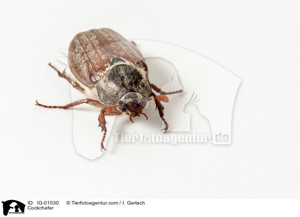 Maik�fer / Cockchafer / IG-01030