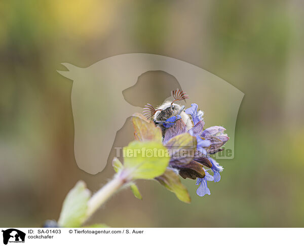 Maik�fer / cockchafer / SA-01403