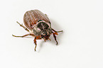 Cockchafer