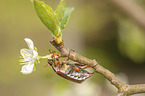 Cockchafer